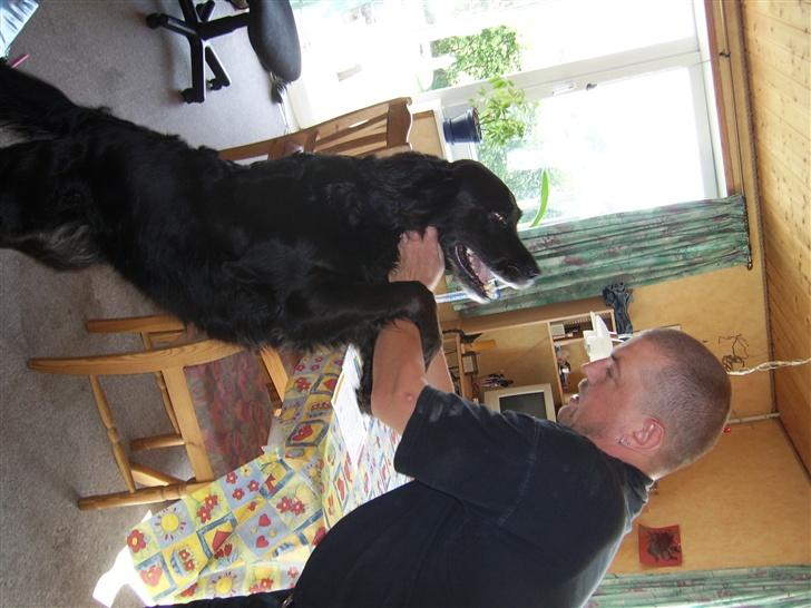 Flat coated retriever Krølle billede 5