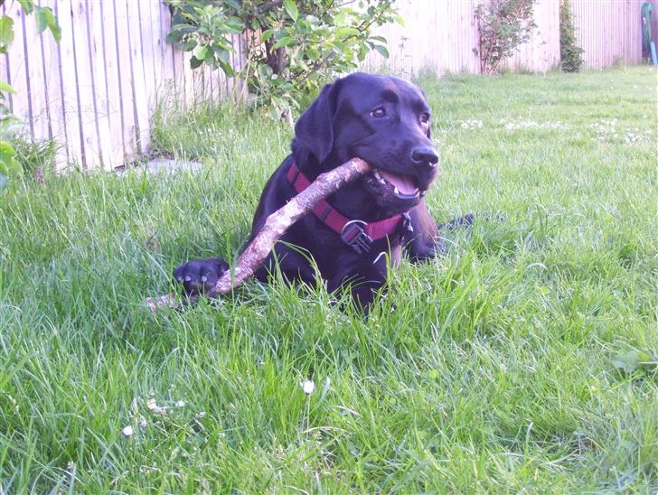 Labrador retriever Bianca - hygger i haven :)) billede 16