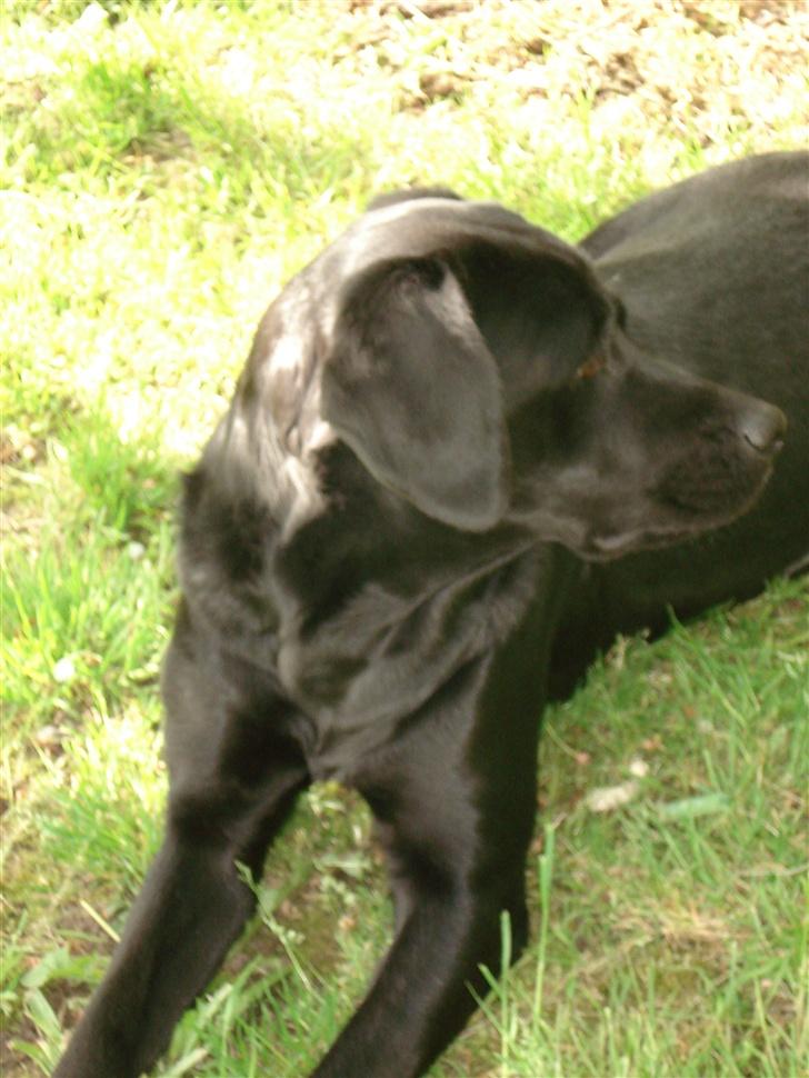 Labrador retriever Teglgaardens Maj billede 19