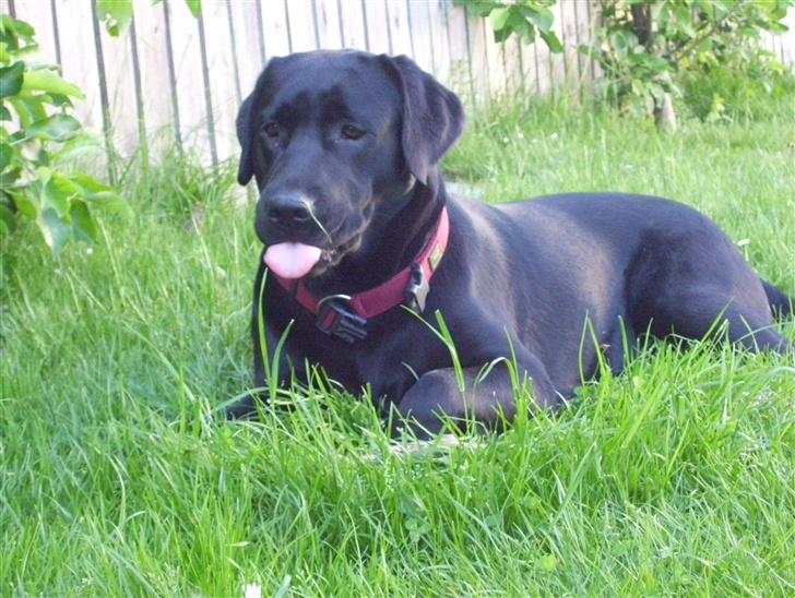 Labrador retriever Bianca - Synes du jeg ser skør ud??  billede 17