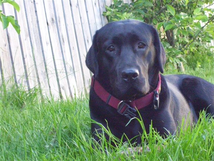 Labrador retriever Bianca billede 18