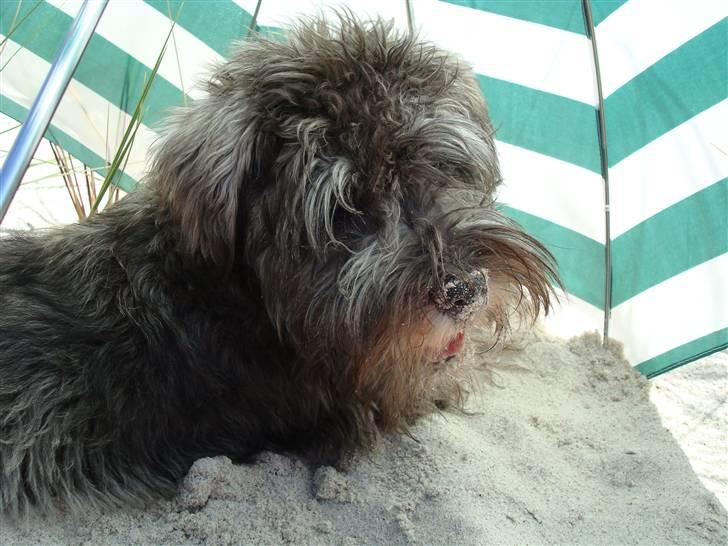 Dvaergschnauzer Olfert - Hej med dig :0) billede 1