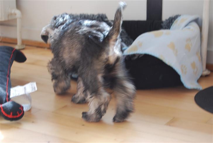 Dvaergschnauzer Olfert - Er det mon min kvurv der står der?! billede 2