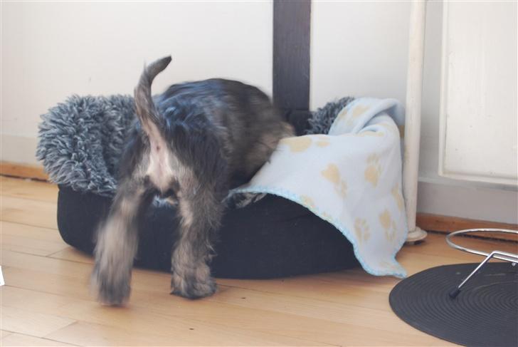 Dvaergschnauzer Olfert - Hej med dig! :0) billede 3