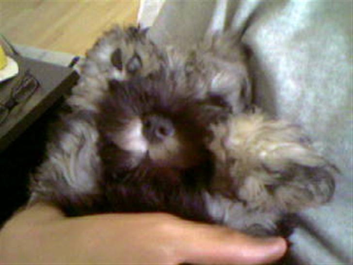 Dvaergschnauzer Olfert - Sover i fars arme... Altid en dejlig ting! billede 4