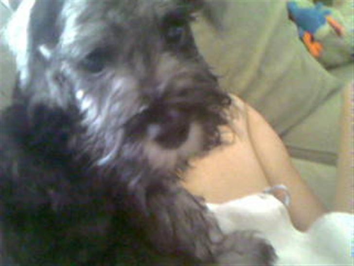 Dvaergschnauzer Olfert - Olfert har besøgt Aleksander i badet.... billede 5