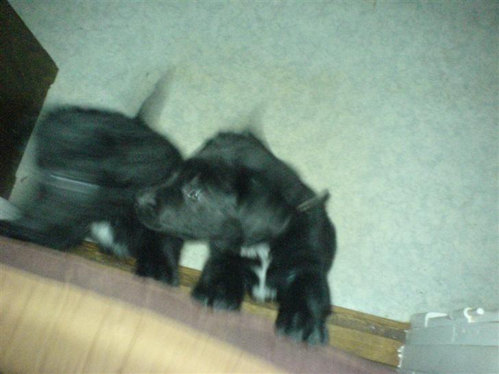 Blanding af racer skarledt og dasey billede 1