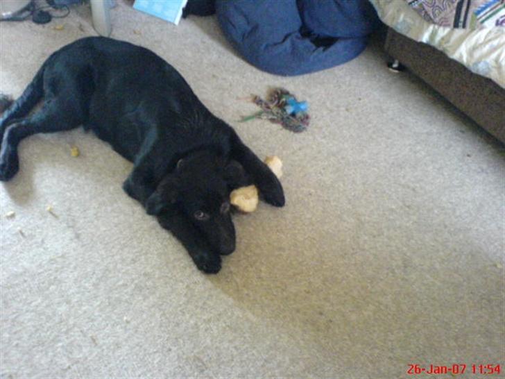 Blanding af racer skarledt og dasey billede 2