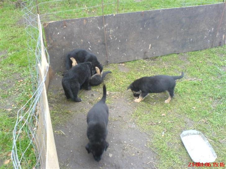 Blanding af racer skarledt og dasey billede 3