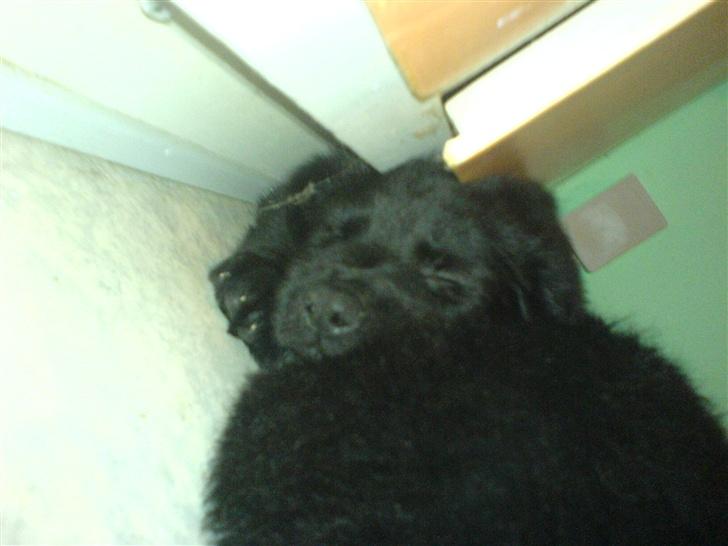 Blanding af racer skarledt og dasey billede 4