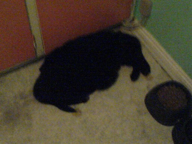 Blanding af racer skarledt og dasey billede 5