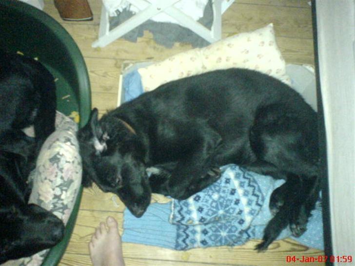 Blanding af racer skarledt og dasey billede 6