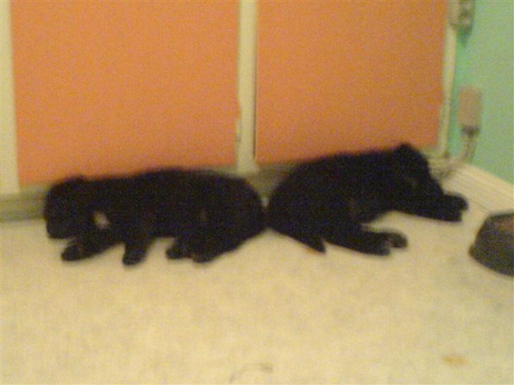 Blanding af racer skarledt og dasey billede 7