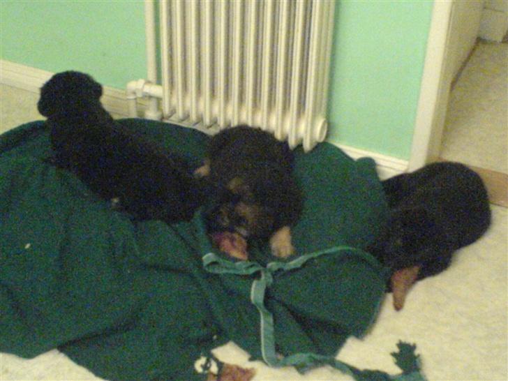 Blanding af racer skarledt og dasey - hehe venner fra århus skulle oss lige have en :D billede 9