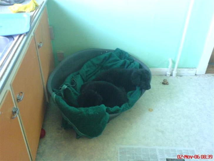 Blanding af racer skarledt og dasey billede 10