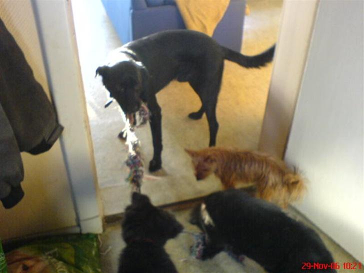 Blanding af racer skarledt og dasey - hehe her er det meste af floken billede 12