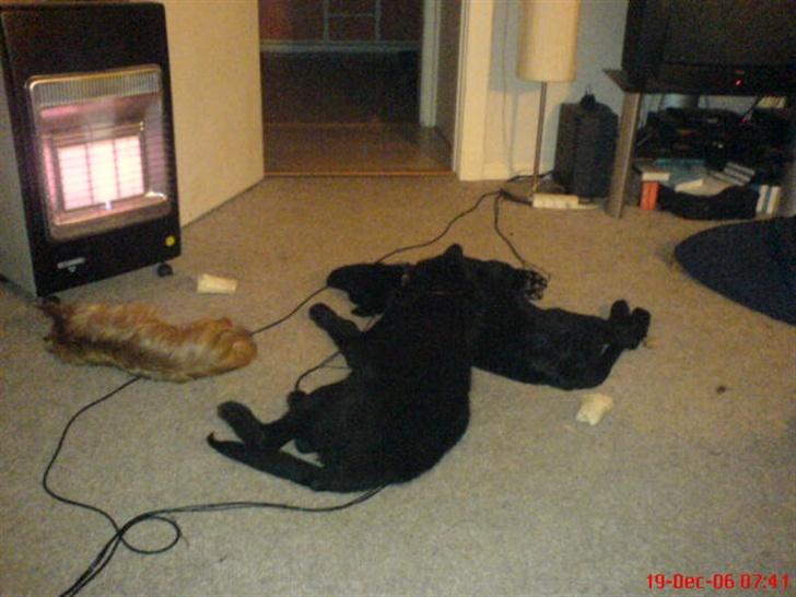 Blanding af racer skarledt og dasey billede 13