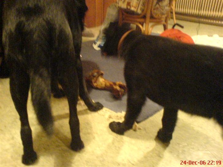 Blanding af racer skarledt og dasey - gizmo og skarledt billede 14