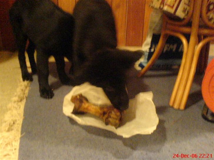 Blanding af racer skarledt og dasey billede 15