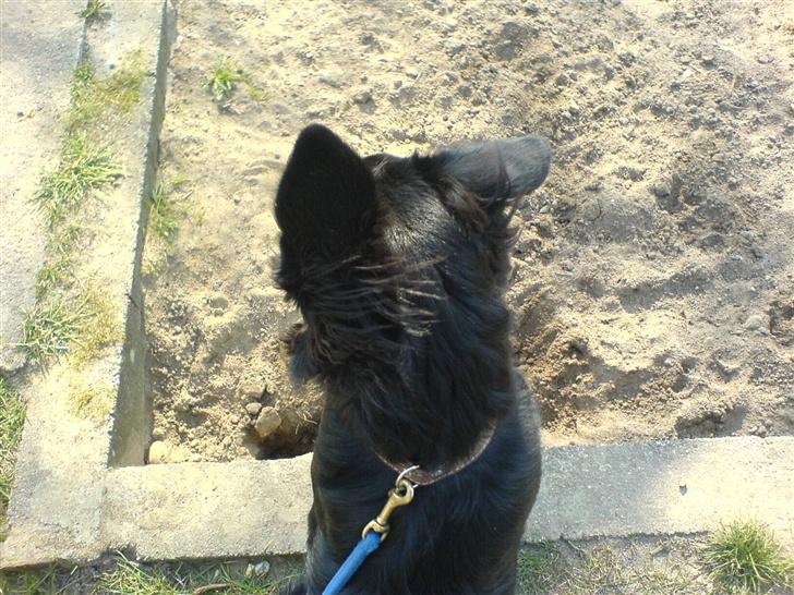 Blanding af racer skarledt og dasey billede 16