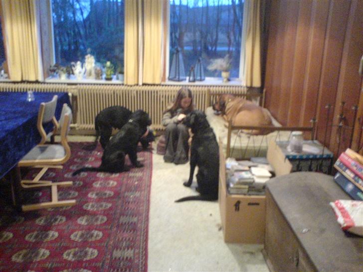 Blanding af racer skarledt og dasey billede 18