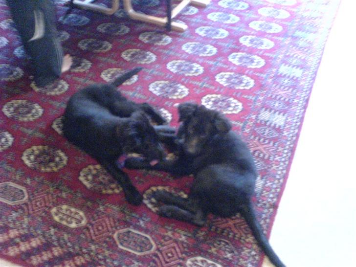 Blanding af racer skarledt og dasey billede 19