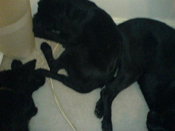 Blanding af racer skarledt og dasey billede 20