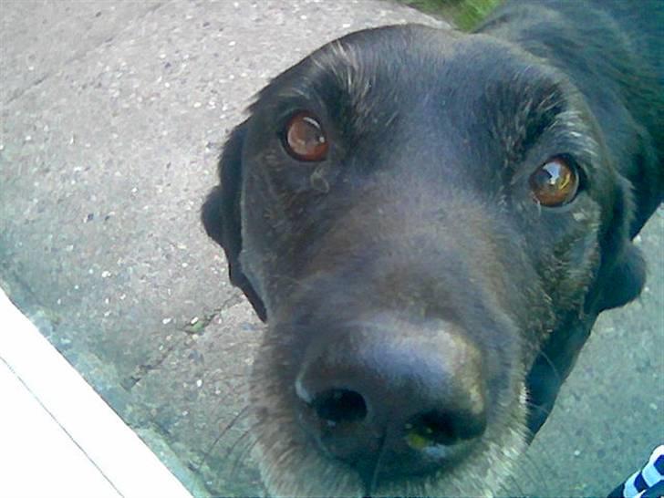 Labrador retriever bella <3<3død£>£> tud tud - bella,, I miss you,,  billede 1