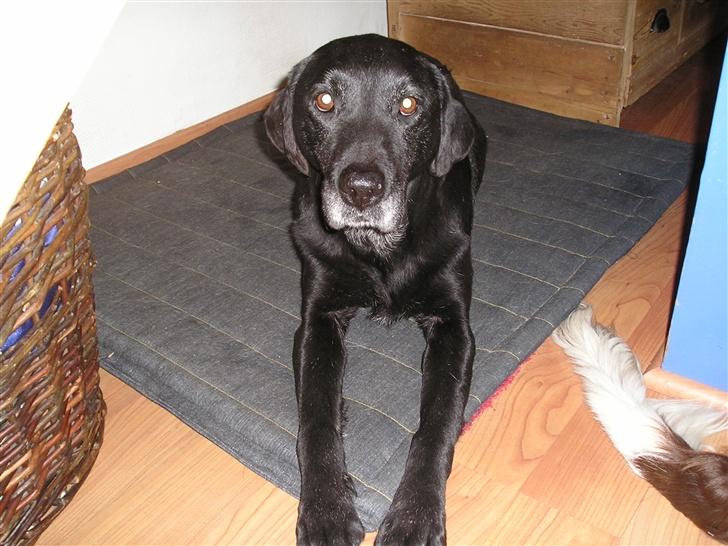 Labrador retriever bella <3<3død£>£> tud tud - bella min skat..<3 billede 2