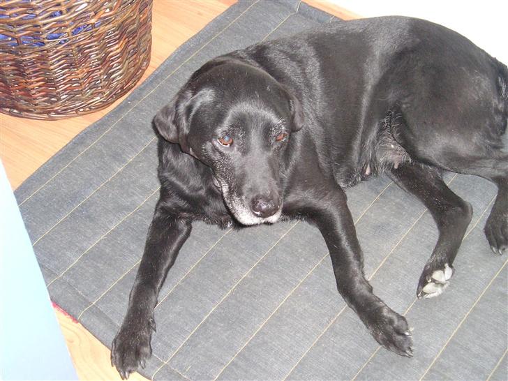 Labrador retriever bella <3<3død£>£> tud tud - bella :p billede 3