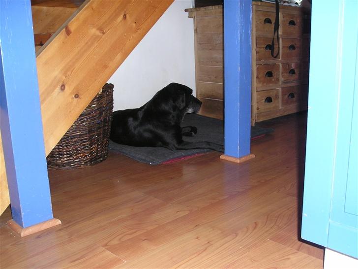 Labrador retriever bella <3<3død£>£> tud tud - bella  billede 4