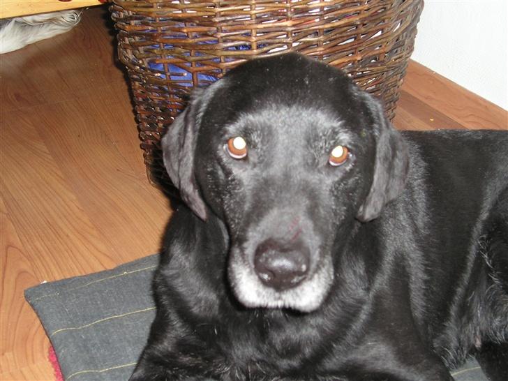 Labrador retriever bella <3<3død£>£> tud tud - nær billed af bella..<3 billede 5