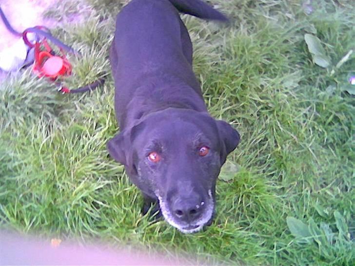 Labrador retriever bella <3<3død£>£> tud tud - igen bella med tikki..! billede 6