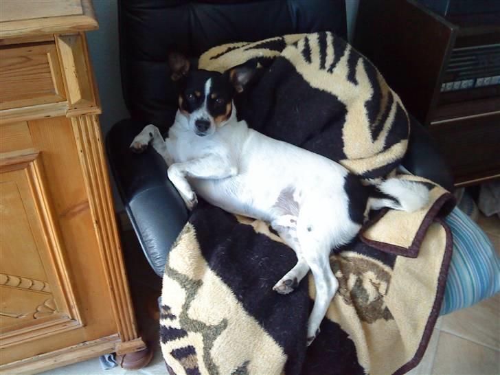 Blanding af racer milo - ja man har jo sin egen lænestol :P 2009 billede 17