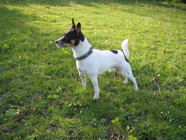 Blanding af racer milo - NYT 23.05.07 billede 18