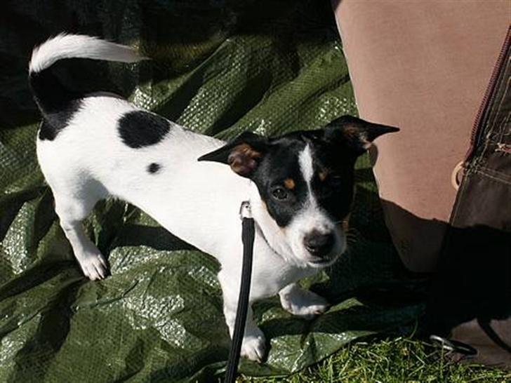 Blanding af racer milo - 17uger billede 19