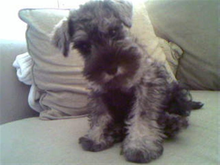 Dvaergschnauzer Olfert billede 6