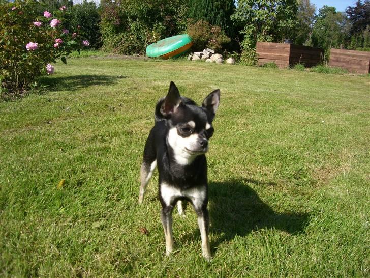 Chihuahua Óhegyi de-lux Emma billede 1