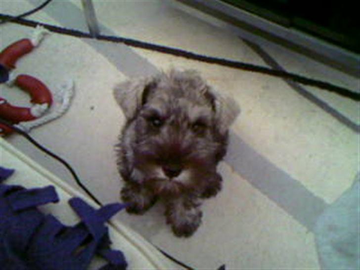 Dvaergschnauzer Olfert billede 7