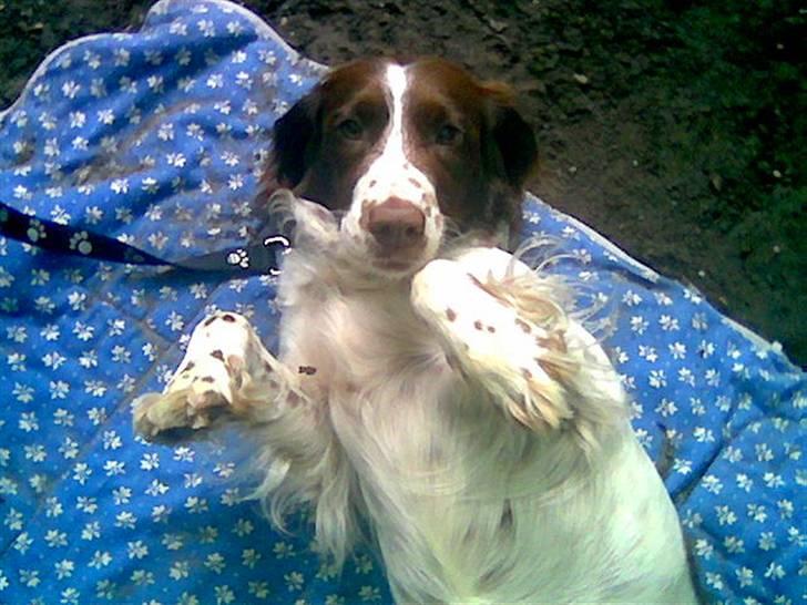 Engelsk springer spaniel tikki  R.I.P - er hun ikk kær..? billede 1