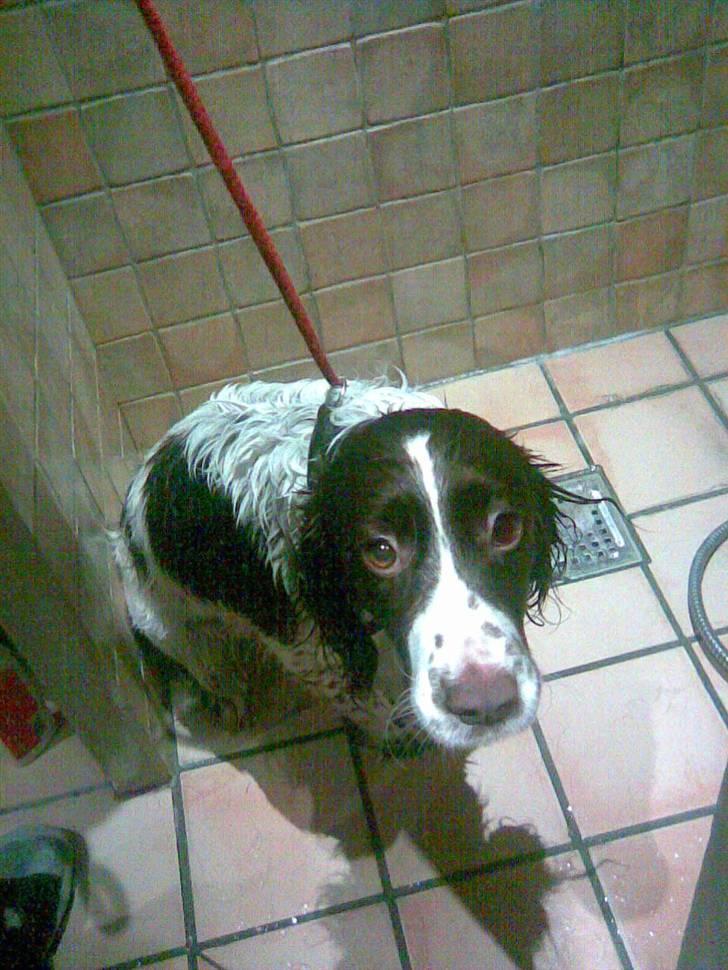 Engelsk springer spaniel tikki  R.I.P - i brusebad,, piv,, billede 2