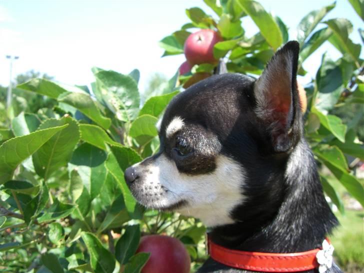 Chihuahua Óhegyi de-lux Emma billede 2