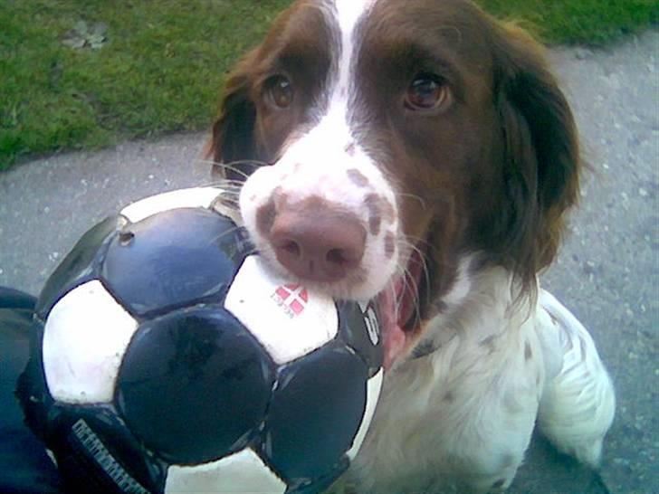 Engelsk springer spaniel tikki  R.I.P - bold+tikki=sjov billede 3