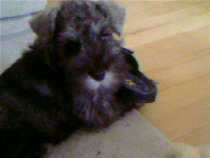 Dvaergschnauzer Olfert - MIG?! Jeg laver ikke noget.....!!! billede 8