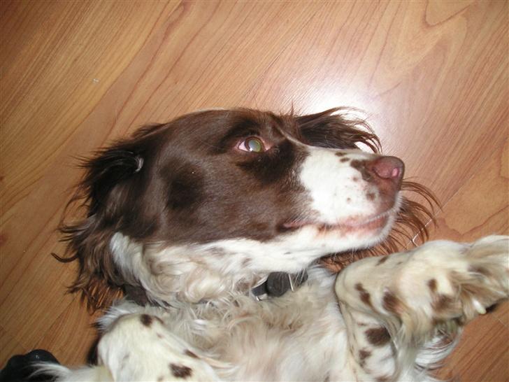 Engelsk springer spaniel tikki  R.I.P - her ligger jeg og venter på at blive kløet på maven.. billede 4