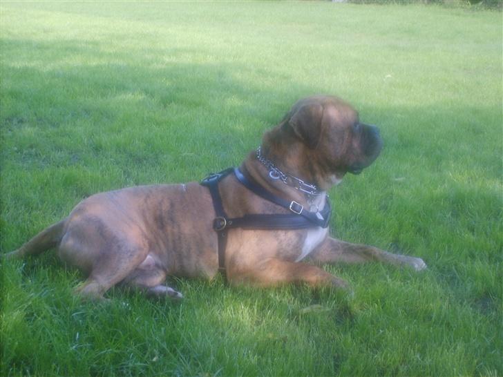 Amerikansk bulldog Jason billede 9