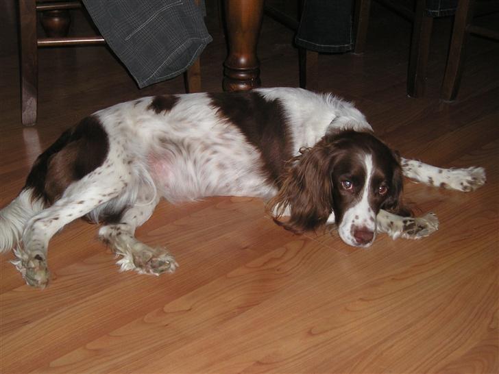 Engelsk springer spaniel tikki  R.I.P - man har da lov til at få en slapper billede 5