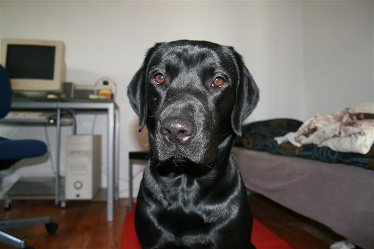 Labrador retriever Sofus (Formel 1) billede 11