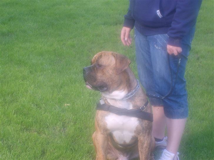 Amerikansk bulldog Jason billede 10