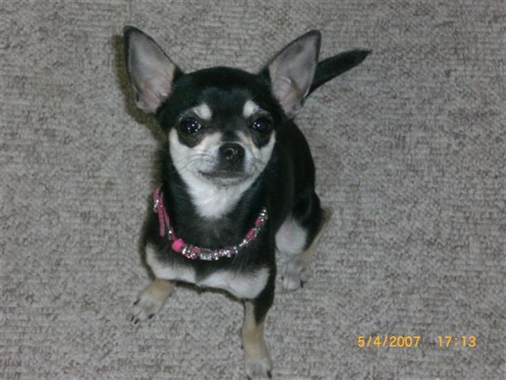 Chihuahua Óhegyi de-lux Emma - Man er vel fotomodel.. billede 3